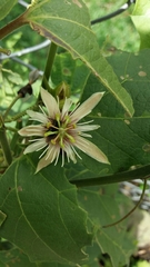 Passiflora cisnana