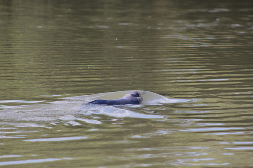Araguaian River Dolphin