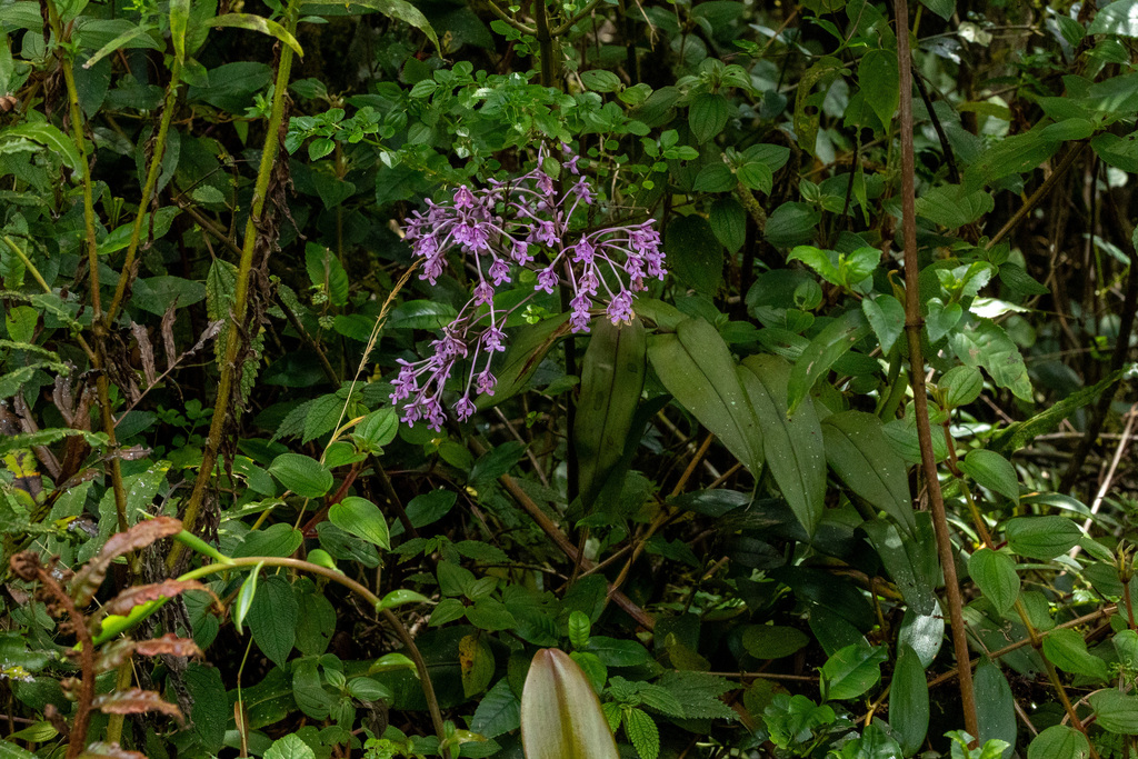 Epidendrum atacazoicum Schltr. 3