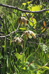 Fritillaria atropurpurea