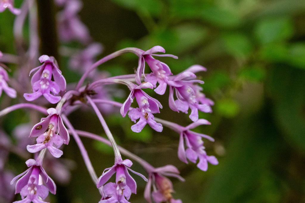 Epidendrum atacazoicum Schltr. 4