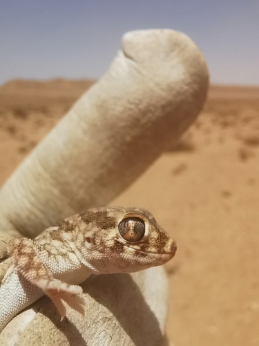 Northern Elegant Gecko
