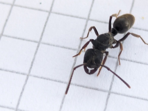 Odontoponera denticulata