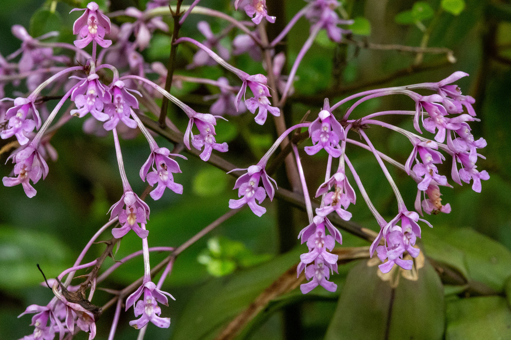 Epidendrum atacazoicum Schltr. 2