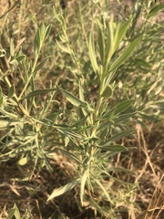 Pechuel-loeschea leubnitziae