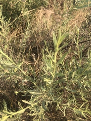 Pechuel-loeschea leubnitziae