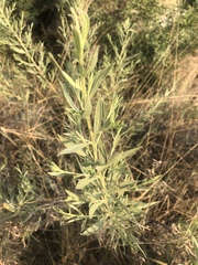 Pechuel-loeschea leubnitziae