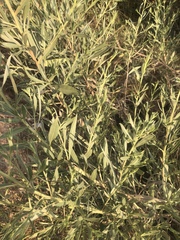 Pechuel-loeschea leubnitziae