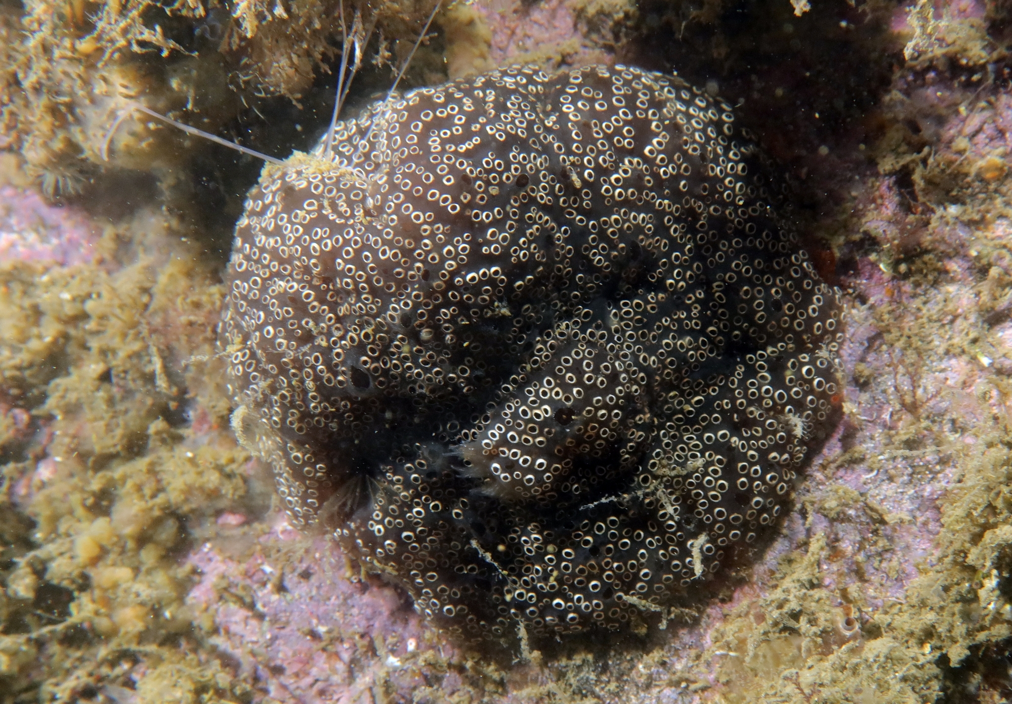 Distaplia bermudensis Van Name, 1902