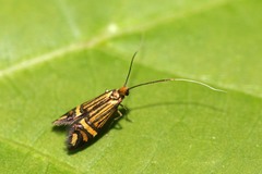 Nemophora ochsenheimerella