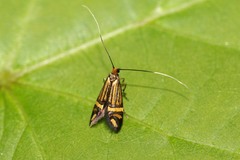Nemophora ochsenheimerella