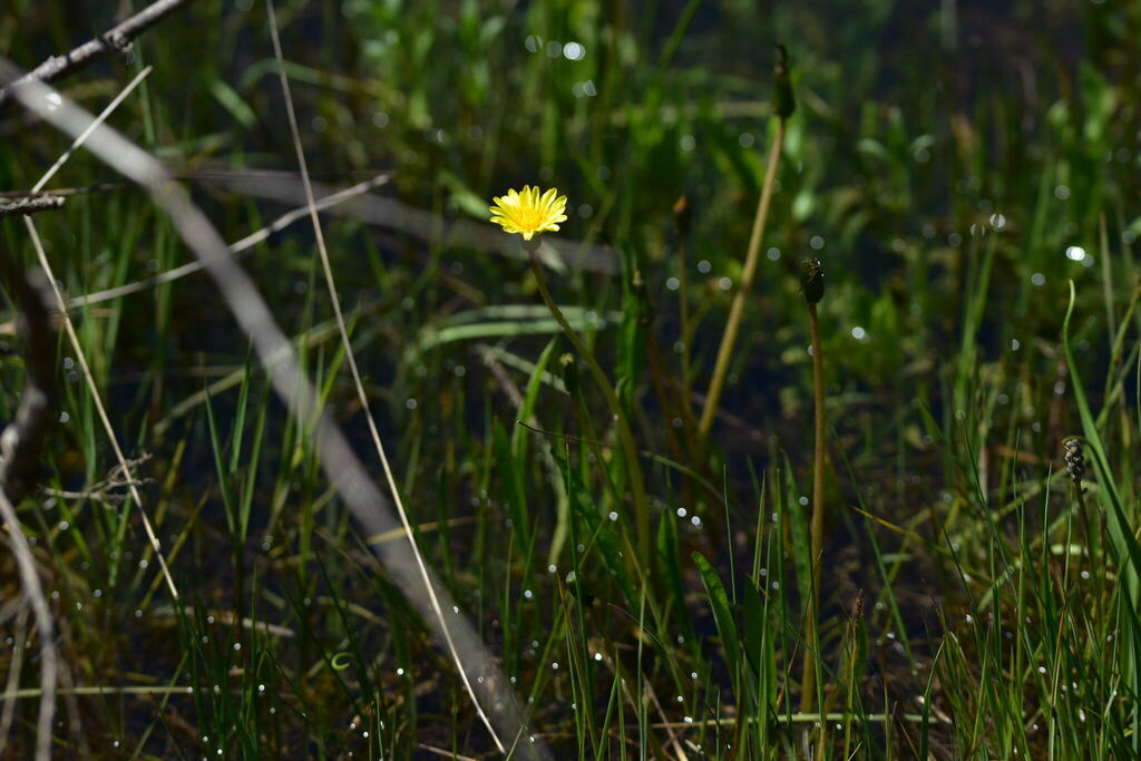 Taraxacum illyricum