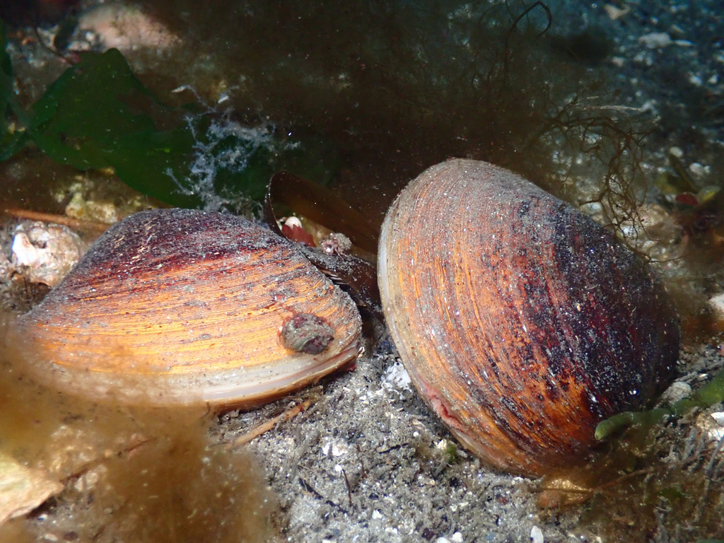 Photo of a Ocean Quahog