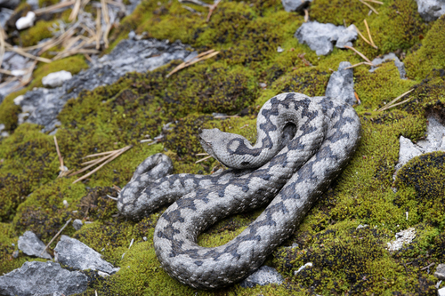 Long-nosed Viper, photo 3 of 7