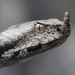 Long-nosed Viper - Photo (c) Manuel Raab, some rights reserved (CC BY-NC), uploaded by Manuel Raab