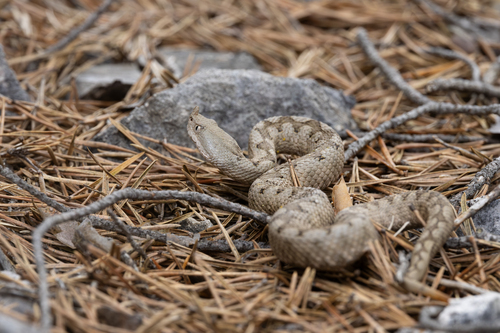 Long-nosed Viper, photo 5 of 7