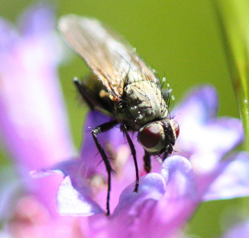 iNaturalist observation photo of Root-maggot Flies