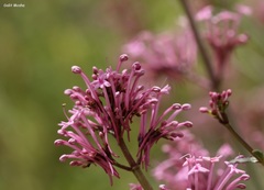 Centranthus longiflorus