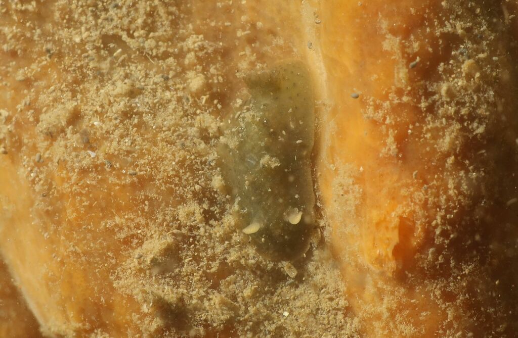 Doris ocelligera