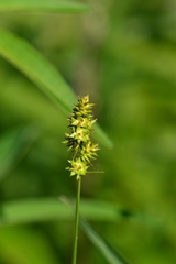 Carex gravida