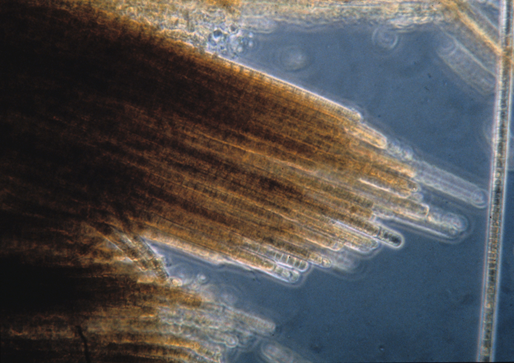 Sea Sawdust