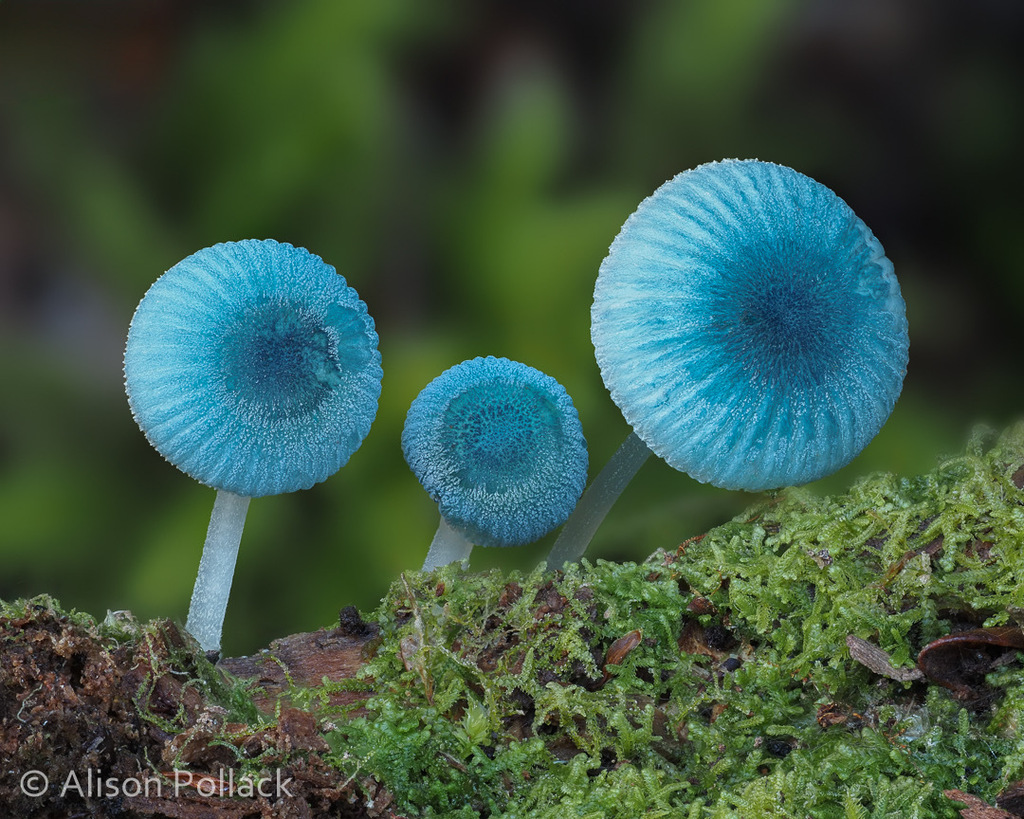 Pixie's Parasol
