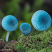 炫藍蘑菇 - Photo 由 Alison Pollack 所上傳的 (c) Alison Pollack，保留部份權利CC BY-NC