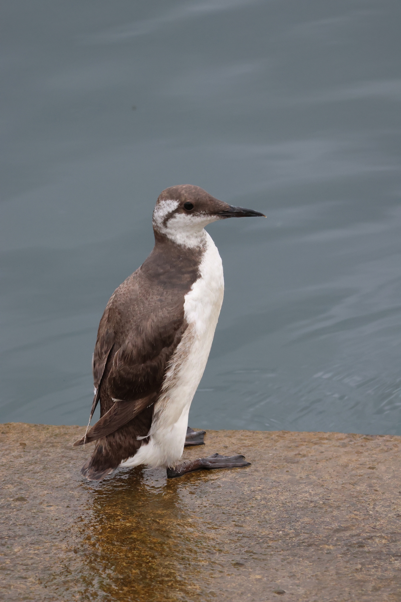 Common Guillemot (Uria aalge)