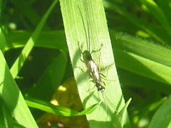 Lissonota lineolaris