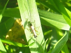 Lissonota lineolaris