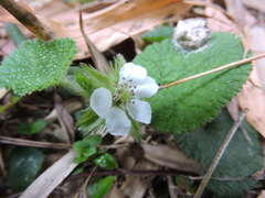 Rubus pectinellus