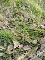 Carex pediformis macroura