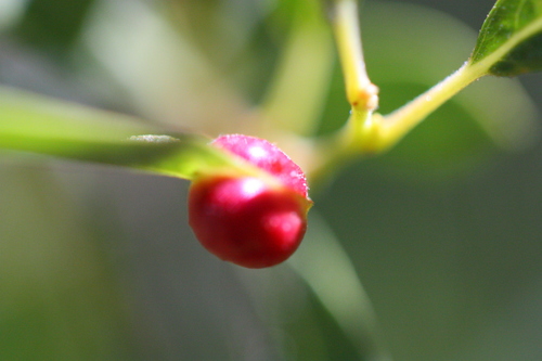 iNaturalist observation photo of Willow Apple Gall Sawfly