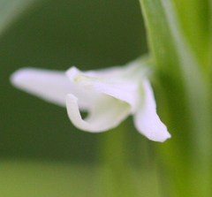 Platanthera dilatata leucostachys