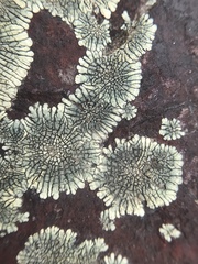 Dimelaena