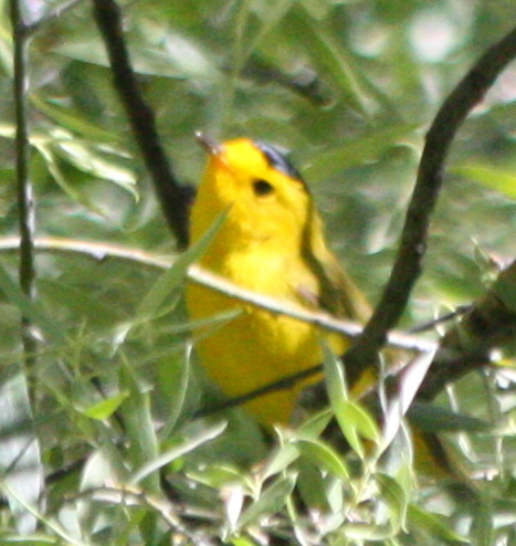 iNaturalist observation photo of Wilson's Warbler