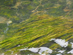 Potamogeton malaianus