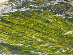 Potamogeton malaianus