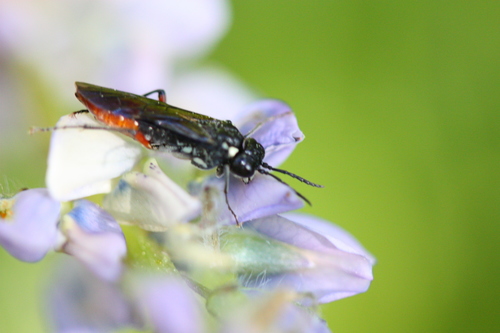 iNaturalist observation photo of Sawflies, Horntails, and Wood Wasps