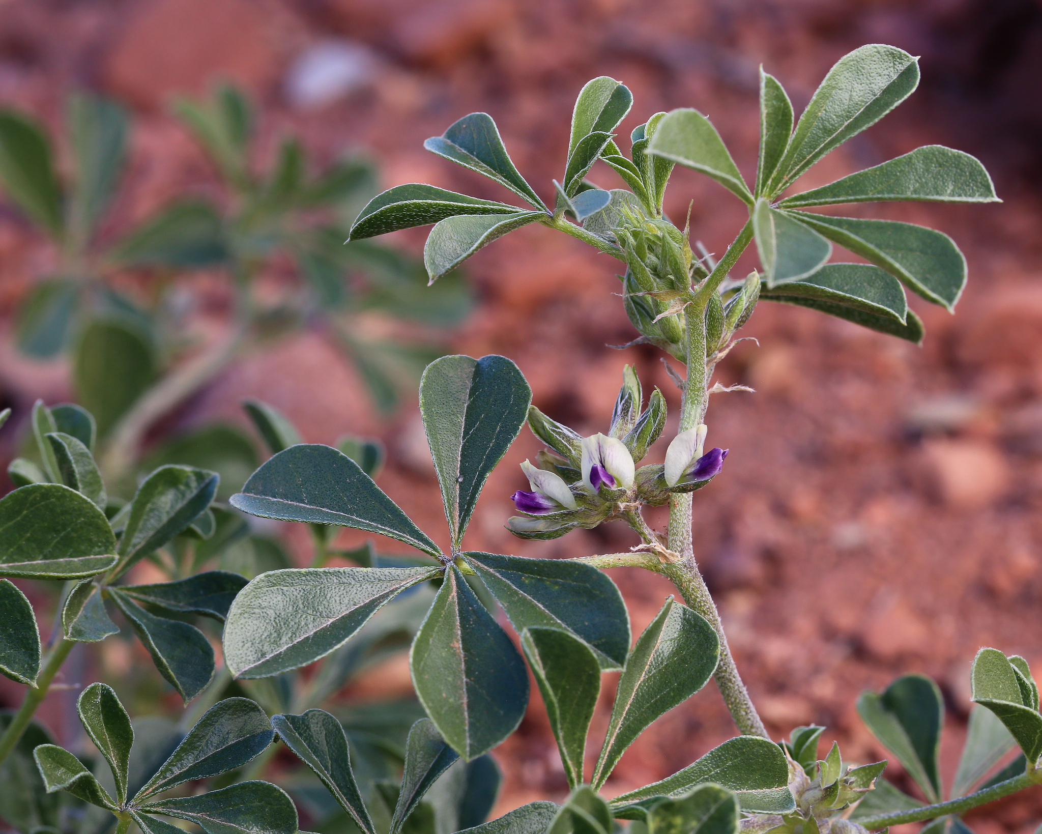 Pediomelum aromaticum