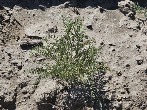 Vicia ervilia
