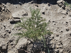 Vicia ervilia