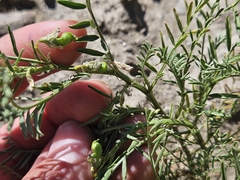 Vicia ervilia, photograph (c) Marc Riera, some rights reserved (CC BY)
