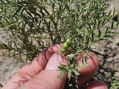 Vicia ervilia, photograph 2