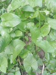 Cicerbita macrophylla uralensis