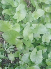 Cicerbita macrophylla uralensis