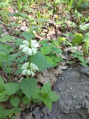 Lamium album