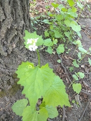 Alliaria petiolata