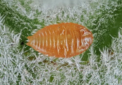 Dysmicoccus lavandulae