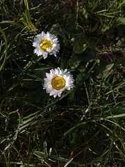 Bellis perennis